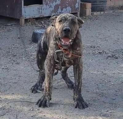 JOSE LUIS DE KING ZULU