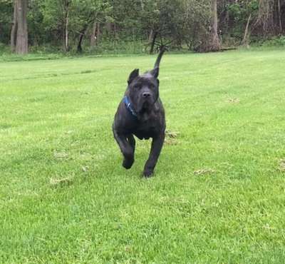 DARK KNIGHT DE GAULTS GUARDIANS