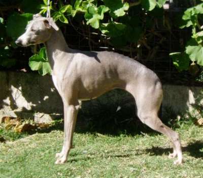 Wondoan Wroyal Elegance