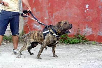 RAYO DE PERRO DE LA TIERRA