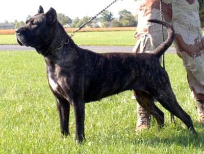 OAKLEAF'S RED STAR RAZAMATAZ (RAZZ)