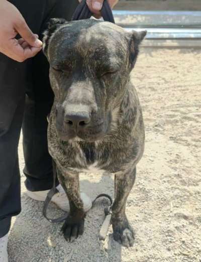 JACARE DE PEYRE KENNELS