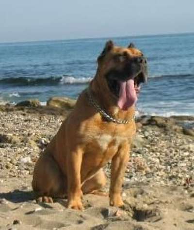 BRUTUS