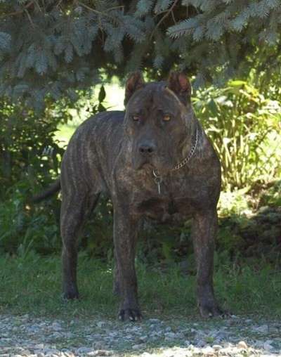 D&G'S DAKOTA (IZZY)