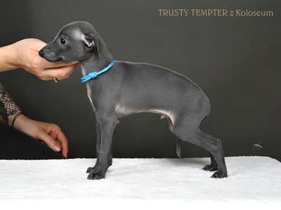 Trusty Tempter z Koloseum