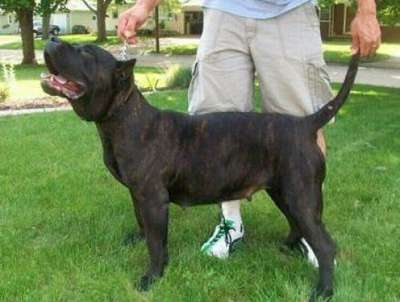 NORA DE BARNACAN BULL (KINA)