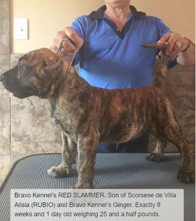 BRAVO KENNEL’S RED SLAMMER
