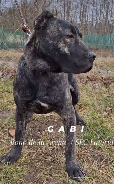 GABI DE GORGO