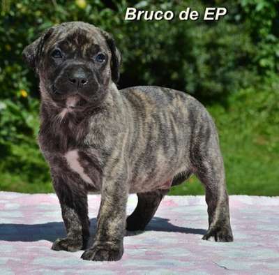 BRUCO DE ETERNA PRIMAVERA