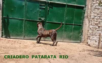 BARRABAS DEL IMPERIO DEL INKA