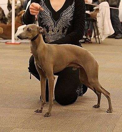 Astra Bravissimo Ozzie