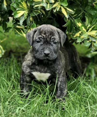 ELLY BAD DOGZ CANARIO