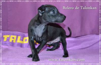 Bolero De Talonkan