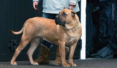HOPE DE SPALATO BULL