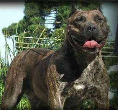 BOLOH DEL CANE CLUB