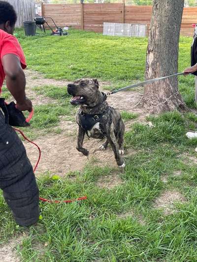 EL AZUL DE EL MIKE KENNEL