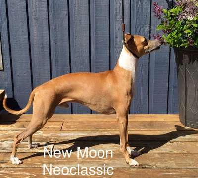 New Moon Neoclassic