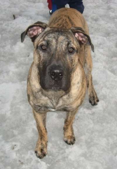 RUSTICDREAMS BRUTUS