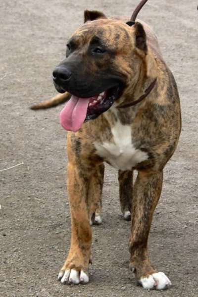 URO BALUARTE DE LOS PERROS