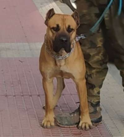 URCO DE KING ZULU