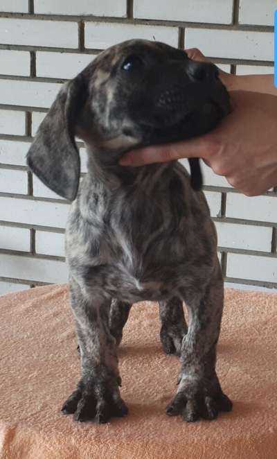Odin**