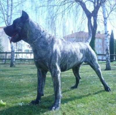 PANCHO I DE CASA DEL PRESA