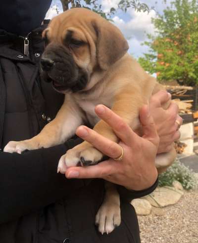 ICARO DE KING ZULU
