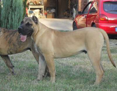 ACHILES CAN Y CERO