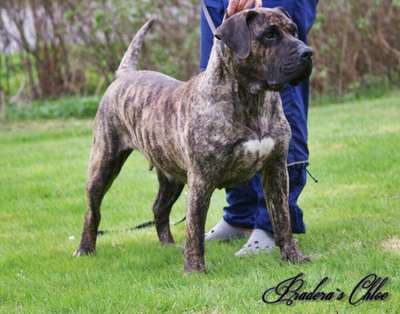 PRADERA'S CHLOE