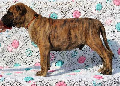 VIDUENO OF PROPER K9