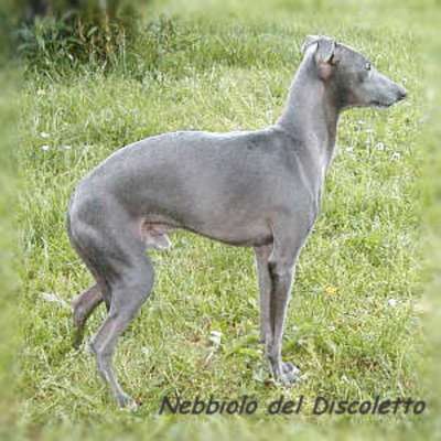 Nebbiolo Del Discoletto