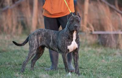 LEXI DE ROYAL ROC