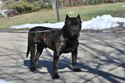 JOCKO DE TAMARAN BULL