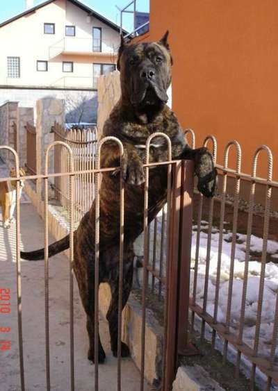 DANDY DE SPALATO BULL