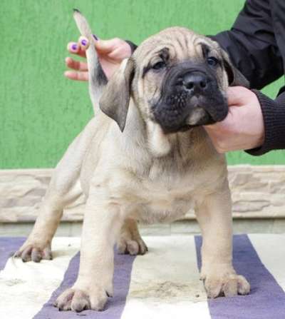 DOCTOR BULLSARA DEL PEMBA
