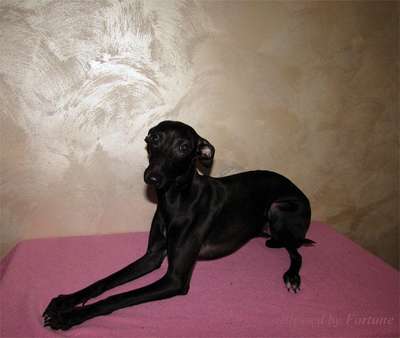 Cleronica Blessed By Fortune