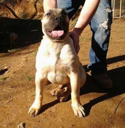 BLUFFCITY K9'S KONGO