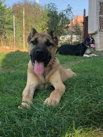 THEMIS D’ANTAN