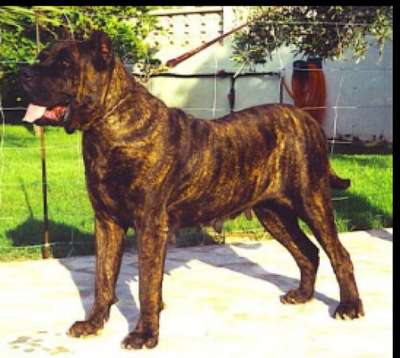 YAISA DE ALACANT BULL