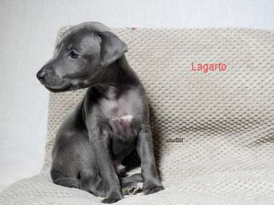 Lagarto Dogoteka FCI