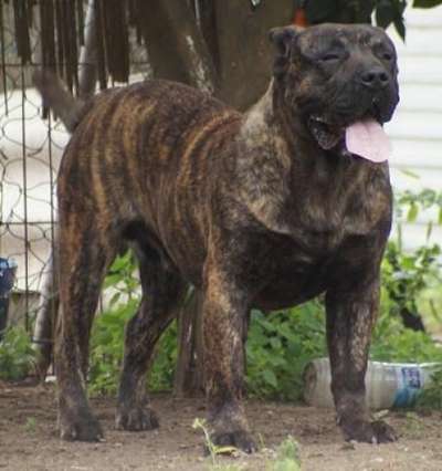 BOLT DE BARNACAN BULL