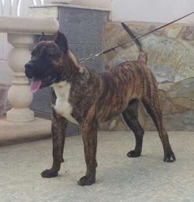 ROCO DE BREVIERCAN (BRUTUS)