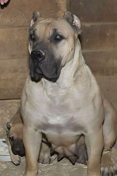 JUNO DE CANARIAN BULL