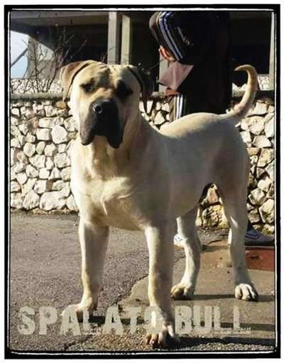 TIRANO DE SPALATO BULL