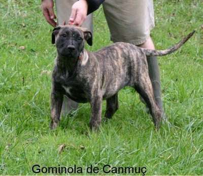 GOMINOLA DE CANMUC