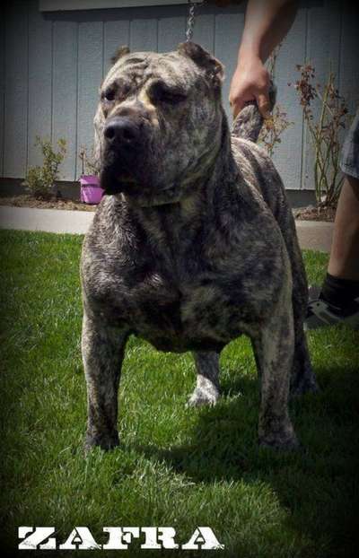 LOS PERROS DEL REY ZAFRA