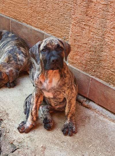 ELECTRA BAD DOGZ CANARIO