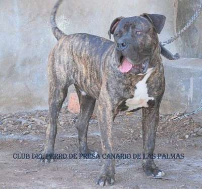 PINTO (DE ISMAEL SANTIAGO)