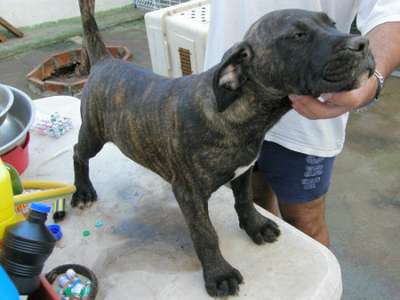 YAMBA DE PERRO DE LA TIERRA