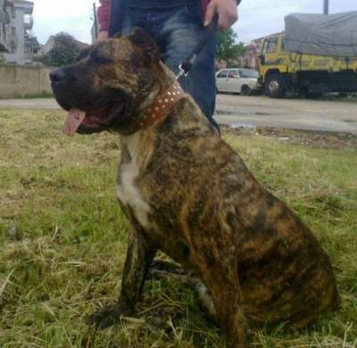 DORIS BACARDI DE TROY